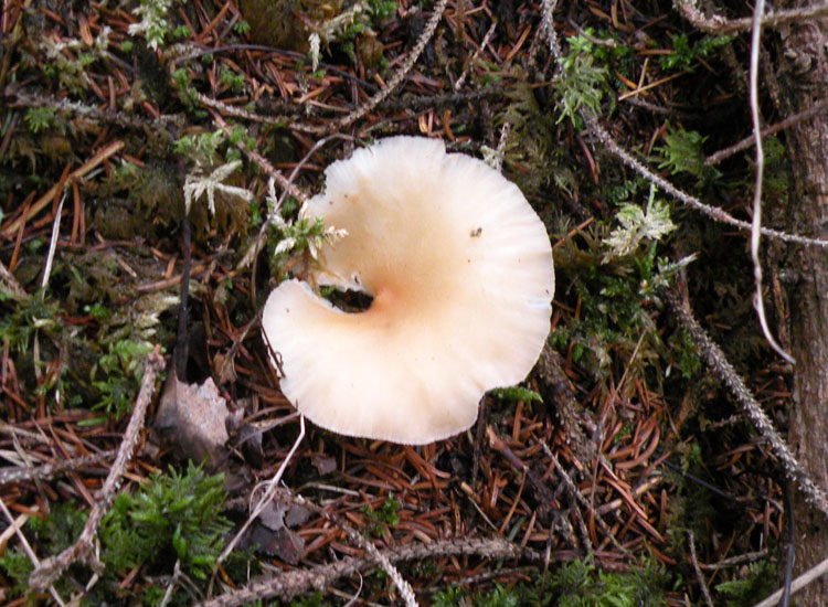 Ipotesi... Clitocybe phaeophtalma?